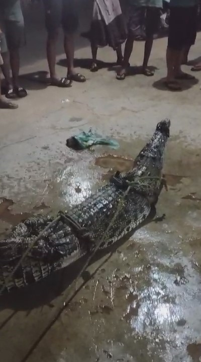 Geger! Warga Desa Lubuk Rukam Tangkap Buaya di Sungai Ogan