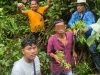 tanam ganja di kebun sawit