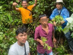 Petani Lokal Tanam 29 Batang Ganja di Kebun Sawit