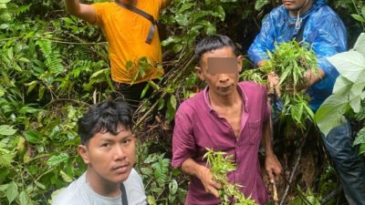 tanam ganja di kebun sawit