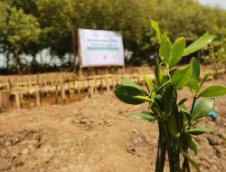 BRIDS Tanam 1.000 Mangrove Atasi Abrasi Pesisir Tangerang