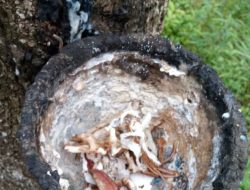 Maling Karet Resahkan Warga Lubuk Batang