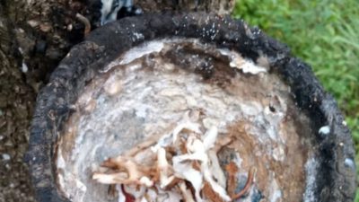 Maling Karet Resahkan Warga Lubuk Batang