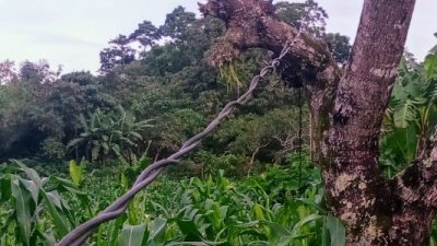 kabel terjuntai di tambagha