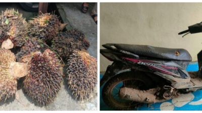 Pencuri Sawit Minanga Ogan Diringkus