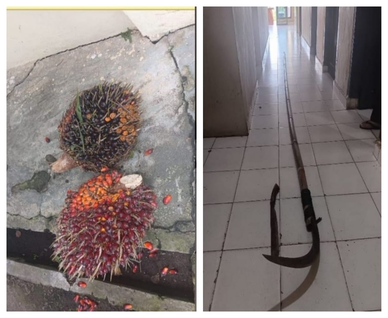 maling sawit lubuk batang