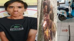 maling sawit di lengkiti