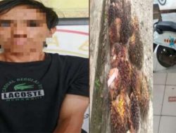 Pencurian Sawit di OKU Digagalkan