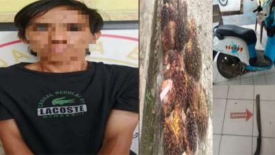 maling sawit di lengkiti