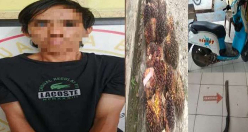 maling sawit di lengkiti