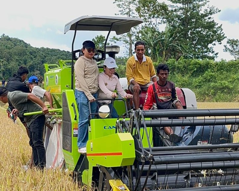 Close-up Bupati Sumba Barat Daya, Ratu Ngadu Bonnu Wulla, mengenakan topi putih, duduk di kursi kemudi mesin combine harvester hijau yang sedang aktif memanen padi di sawah.