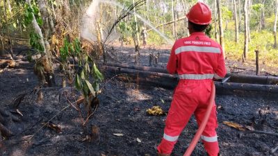 Seorang petugas berseragam merah dengan tulisan HSSE PENDOPO FIELD di punggungnya sedang menyemprotkan air dari selang merah ke tanah hutan yang hangus dan menghitam akibat kebakaran.
