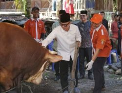 Bupati OKU Teddy Meilwansyah mengenakan peci hitam dan kemeja putih memegang kepala sapi kurban berwarna cokelat.